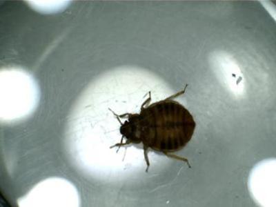 Female Bedbug