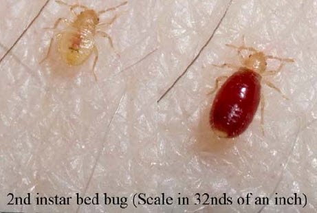 Picture baby bed bug (instar) before and after blood meal