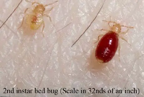 Picture baby bed bug (instar) before and after blood meal