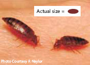 Picture showing bed bugs compared to actual size