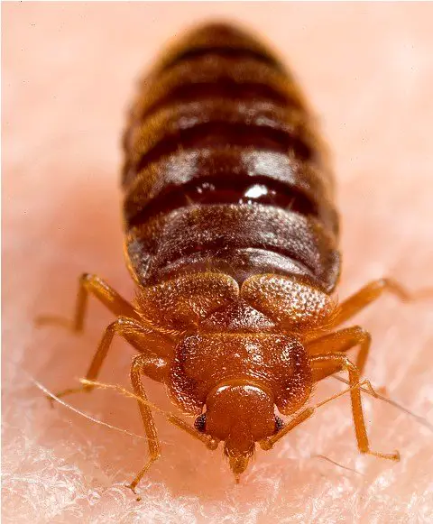 bedbug feed blood meal on human skin