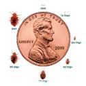 bed bugs compared to penny at each life stage