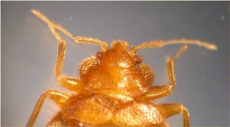 Dorsal View of Bed Bug Adult