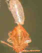 Bed Bug Hatching from Egg - Example 1 - 169px x 211px