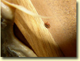 Bed bug hiding in crack behind headboard frame