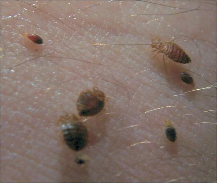 Bed bugs at various life stages