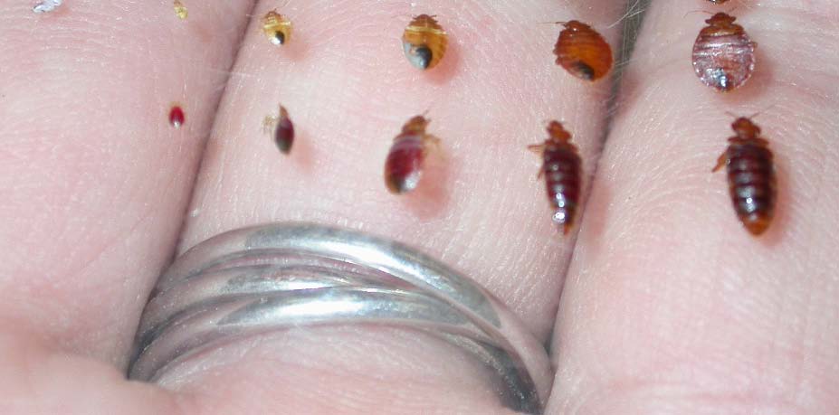 Bed bugs on a hand representing bed bugs at various life stages
