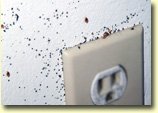 bed bug infestation around electrical outlet