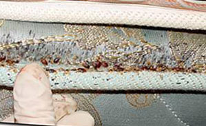 bed bug infestation in mattresss