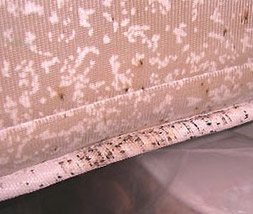 bed bug mattress stains - example 3