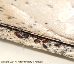 bedbugs hiding in mattress