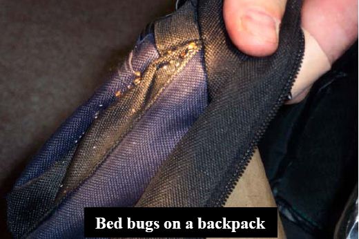 Bed bugs on a cloth backpack