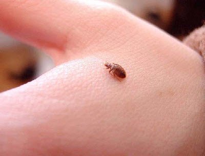 bed bug on hand