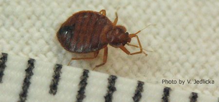 Adult bed bug on mattress