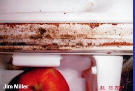 Bed Bug in Refrigerator Edges