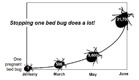 Bed Bug Reproduction