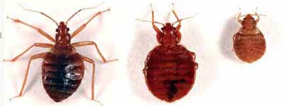 insects that look like bed bugs - 3 pictures