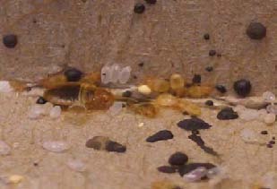 bed bugs, their feces and eggs in an infested area