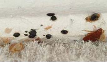 bed bug feces on edge of carpet