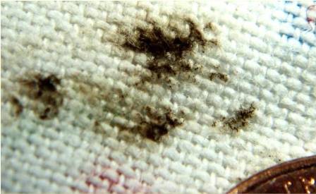 bed bug eggs, fecal spots and stains on mattress