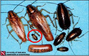 Cockroaches in different life stages with nymph cockroach circled