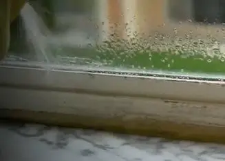 bed bugs on window sill