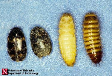 carpet adn warehouse beetles and larvae