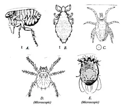 common biting index - illustrations - 390px x 345px