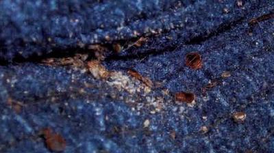 Bed Bug Eggs on Couch
