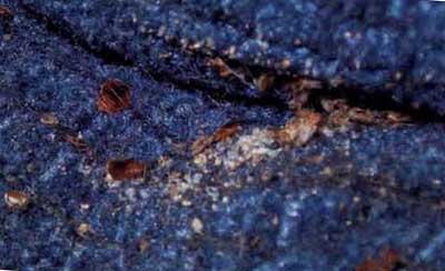 bed bugs on upholstery couch