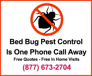 bed bugs banner for an exterminator