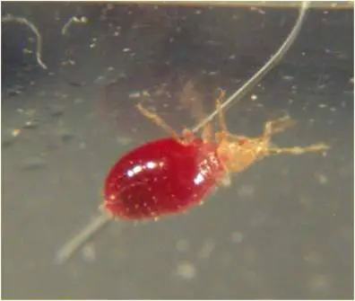 Bed Bug baby after blood meal