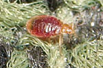 Bed bug as a nymph