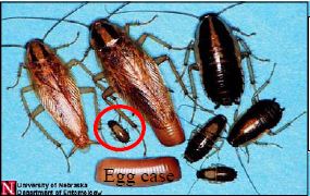 picture baby cockroaches