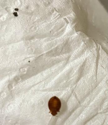 Possible Bed Bug