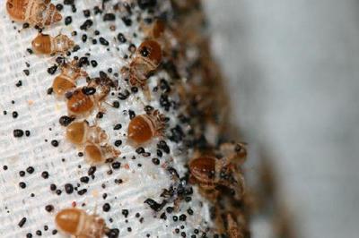 Signs of Bed Bugs on Mattress