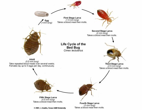 BedBug Lifecycle