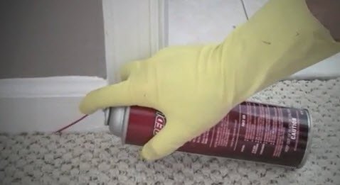 removing pests with bed bug removal spray