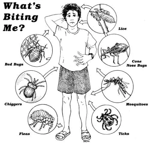 illustration of insects that bite people