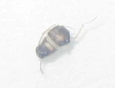 Is this a bed bug? I killed it so somewhat distorted size about of a flea or thickness of 12business cards