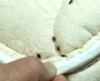 bed bugs on mattress - example 4