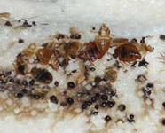 bed bug mattress infestation - example 2