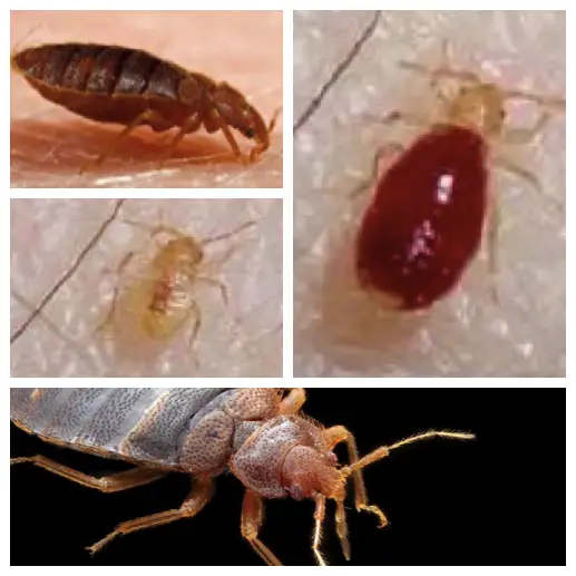 pics of bed bug