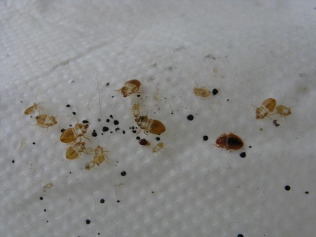 pics of bed bugs on mattress