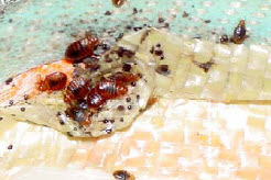 bed bug infestation in mattress - example 2