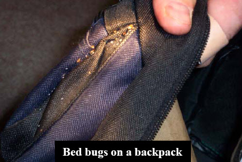 picture of bedbugs on back pack