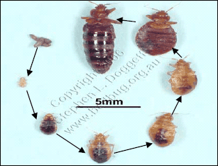 diagram of bed bug lifecycle pictures