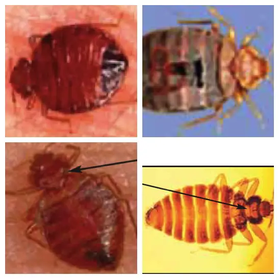 Images of bed bug nymph, adult bed bug, common bed bug, tropical bed bug