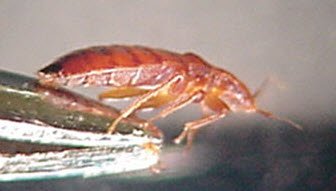 bed bug picture - side view
