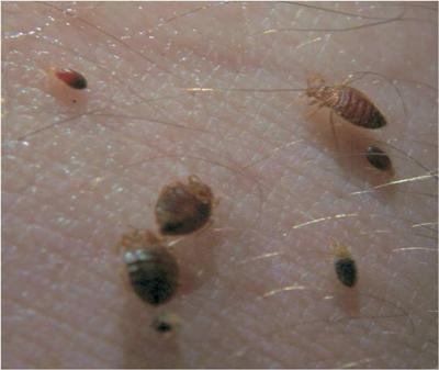 Bed Bugs Picture at Different Life Stages